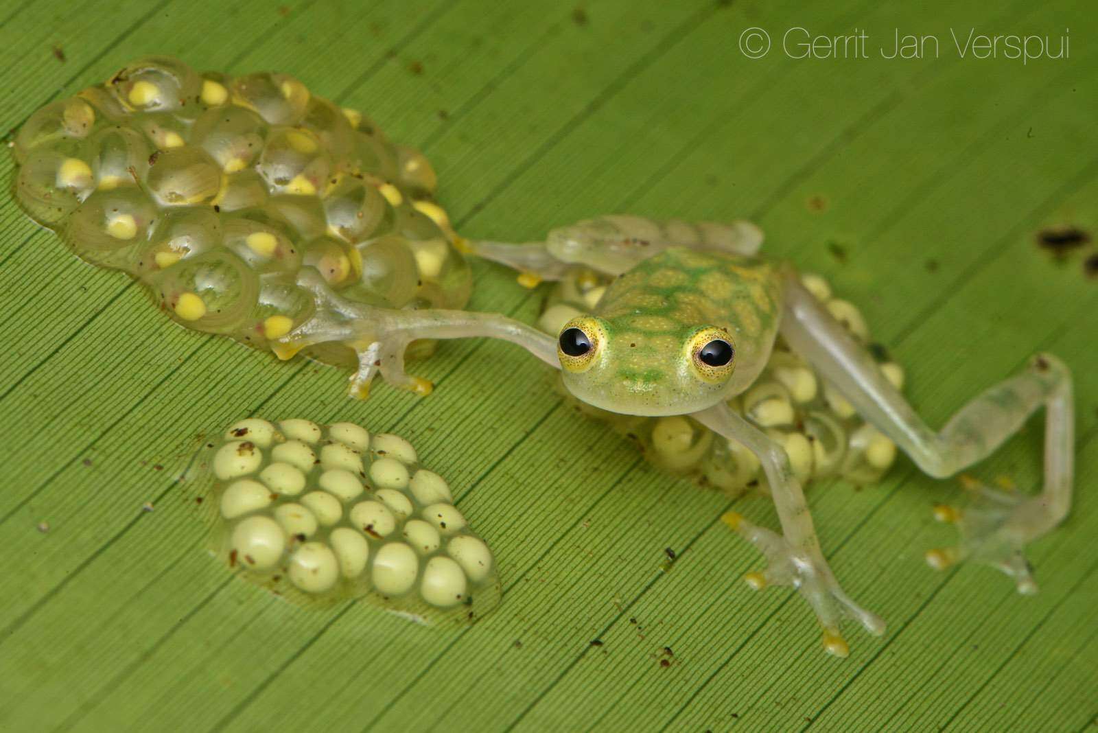 Image of La Palma Glass Frog