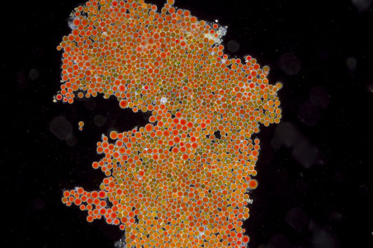Image of <i>Haematococcus pluvialis</i> Flotow 1844