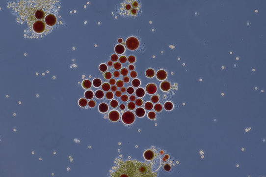 Image of <i>Haematococcus pluvialis</i> Flotow 1844