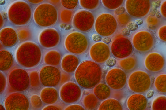 Image of <i>Haematococcus pluvialis</i> Flotow 1844