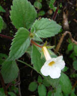 Image of Achimenes occidentalis C. V. Morton