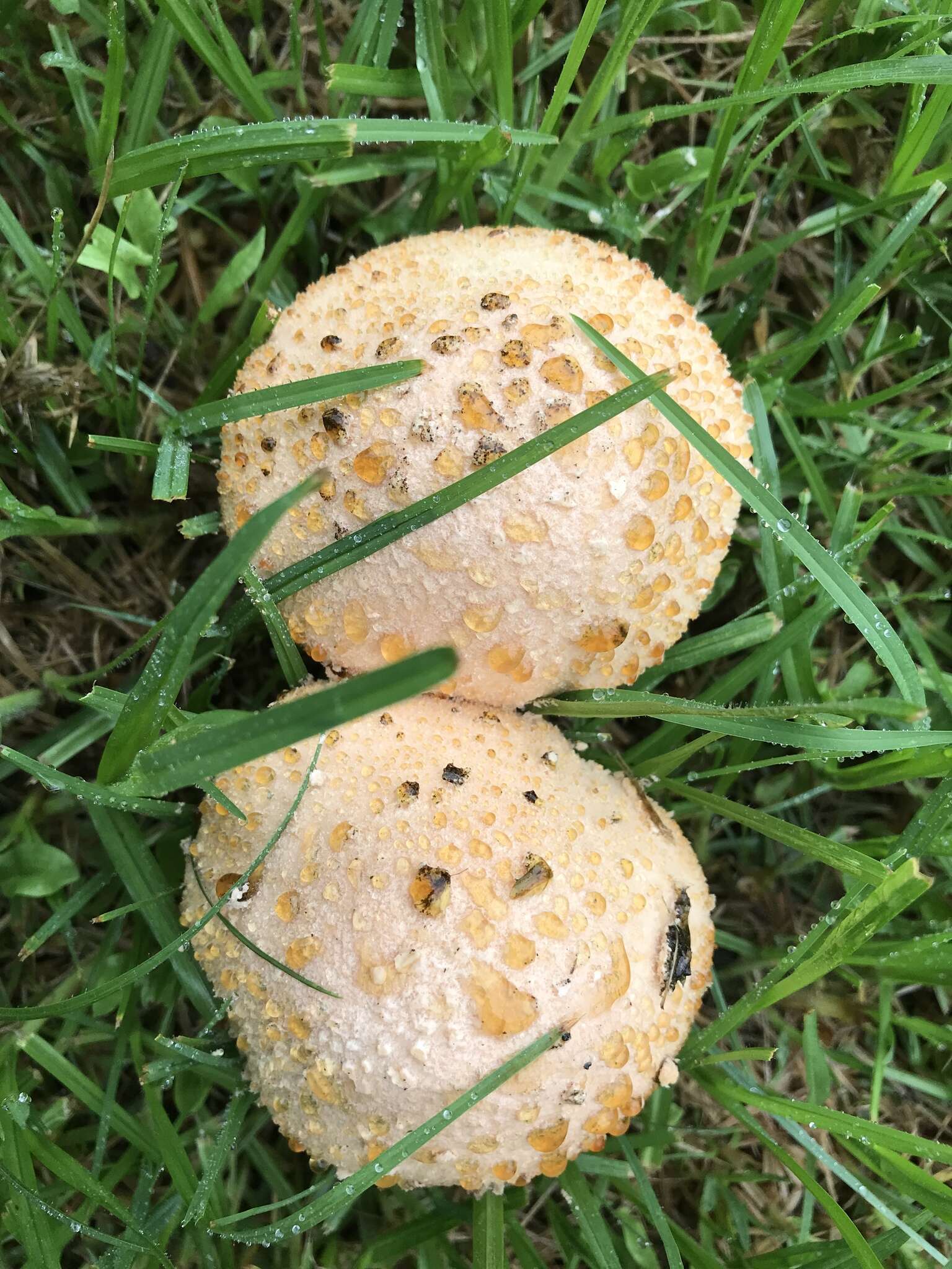 Plancia ëd Saproamanita nauseosa (Wakef.) Redhead, Vizzini, Drehmel & Contu 2016