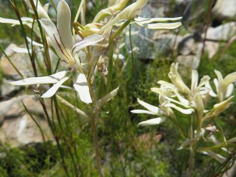 Image of Disa harveyana subsp. longicalcarata S. D. Johnson & H. P. Linder