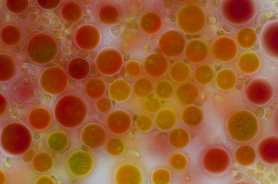 Image of <i>Haematococcus pluvialis</i> Flotow 1844