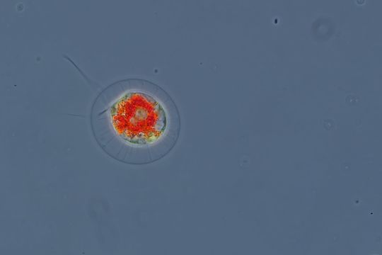 Image of <i>Haematococcus pluvialis</i> Flotow 1844