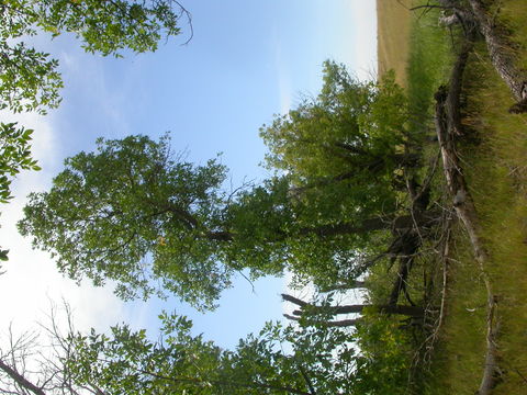 Image of green ash