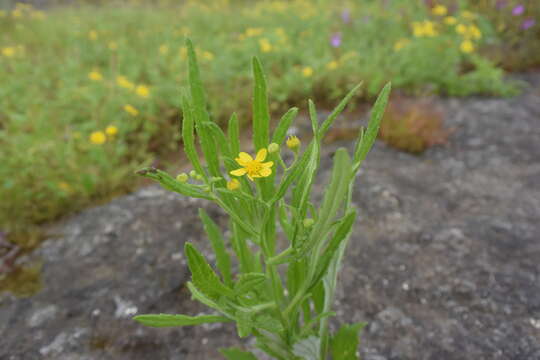 Image of Senecio dalzellii C. B. Cl.