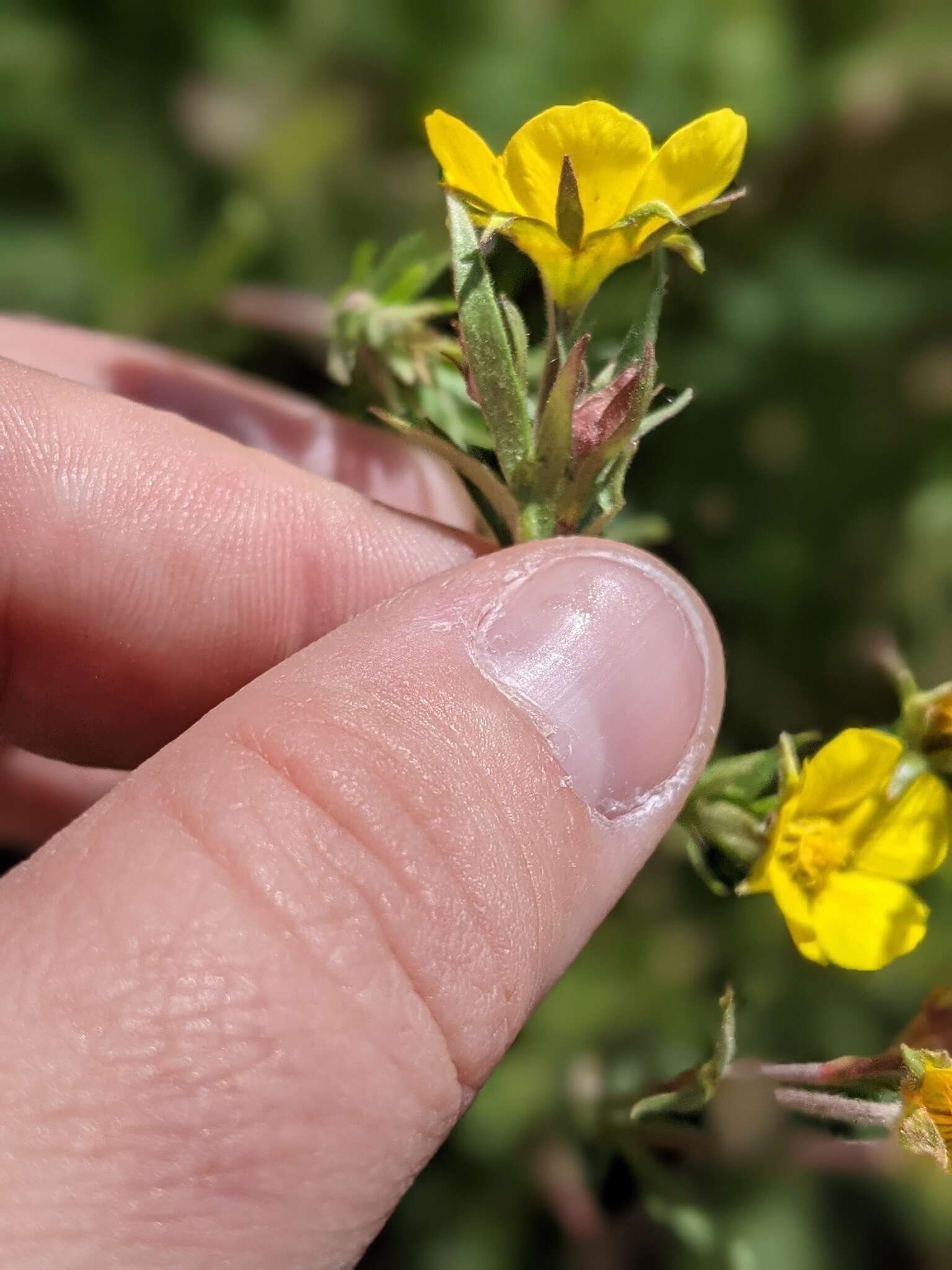 Image de Geum rossii var. turbinatum (Rydb.) C. L. Hitchc.