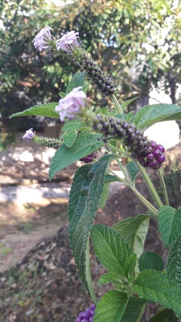 Image of threeleaf shrubverbena