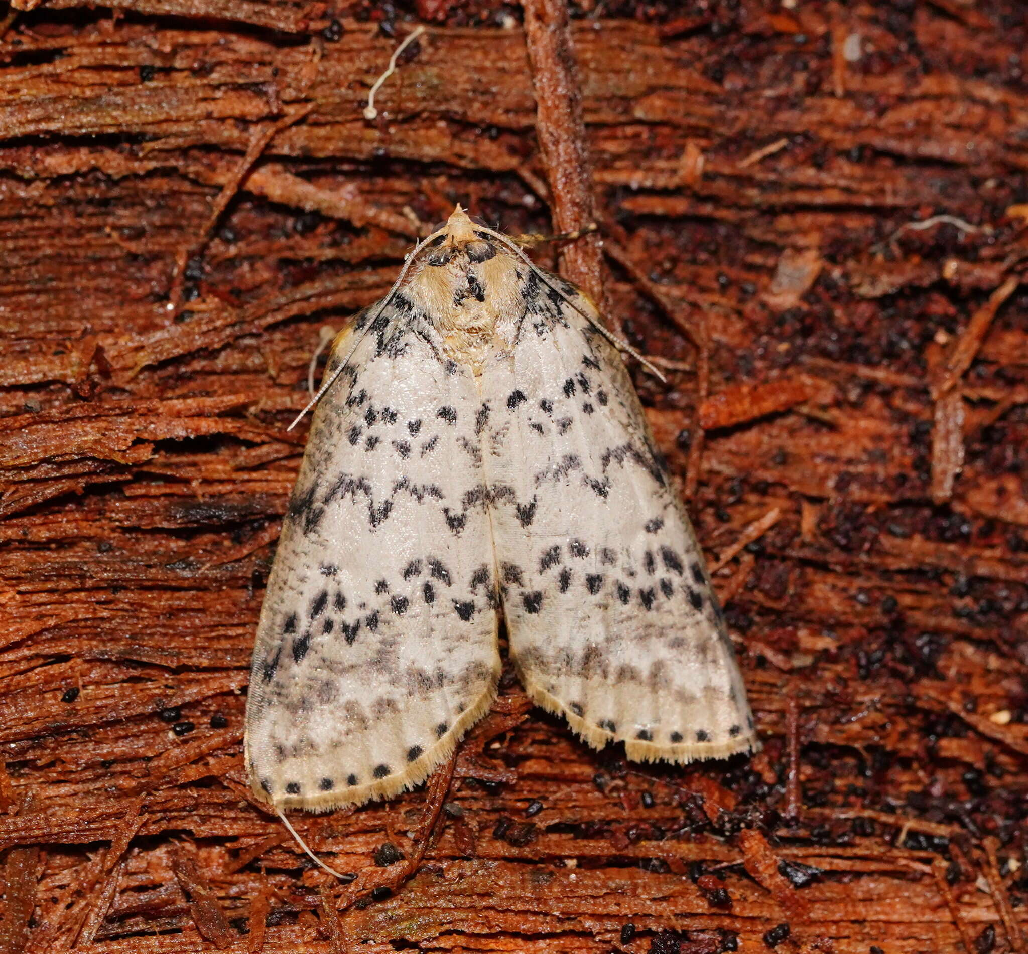 Image of Lyelliana dryophila Turner 1917