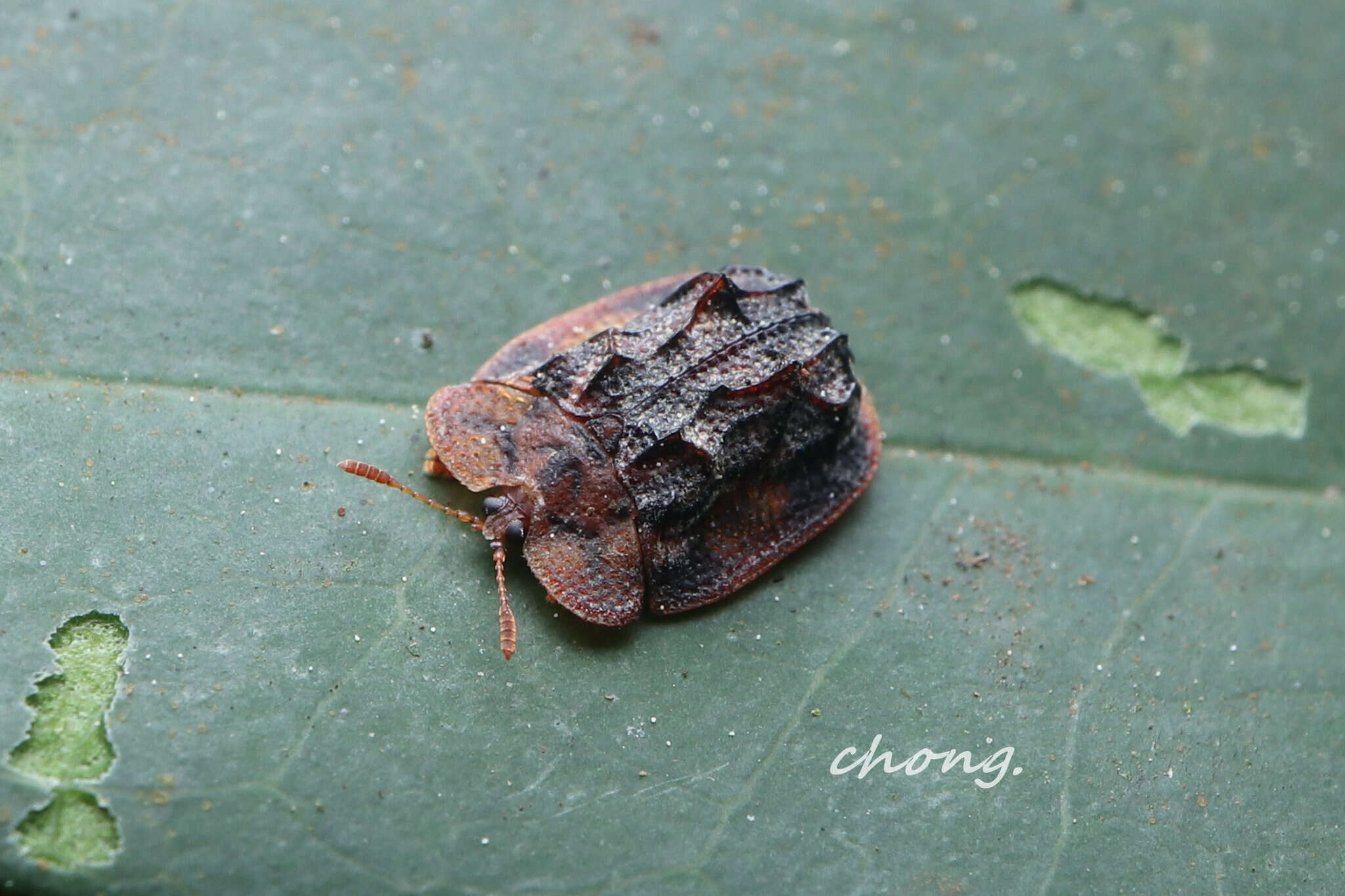 Image of Notosacantha sauteri (Spaeth 1914)