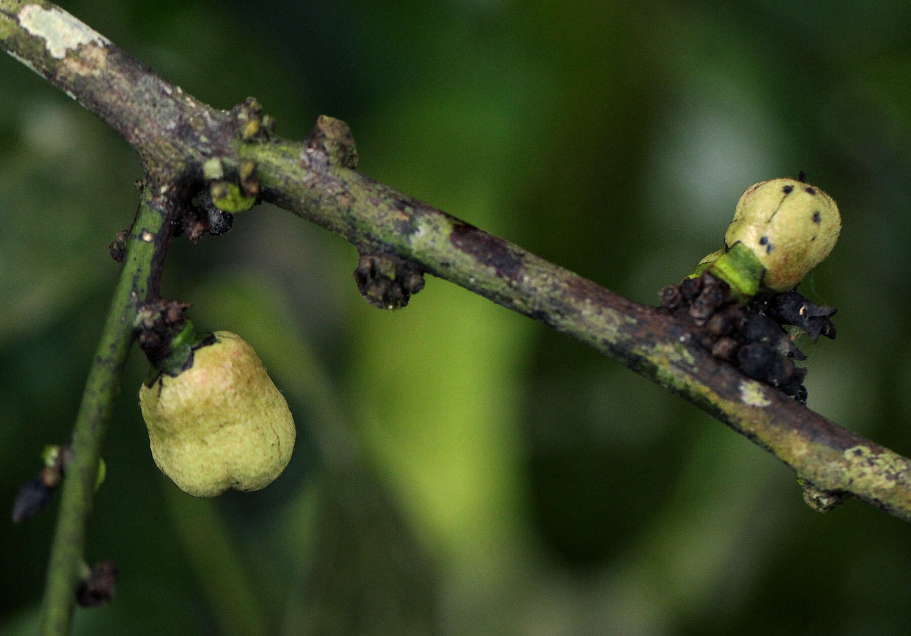 Sivun Diospyros iturensis (Gürke) Letouzey & F. White kuva