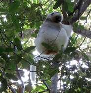 Image of Silky Sifaka