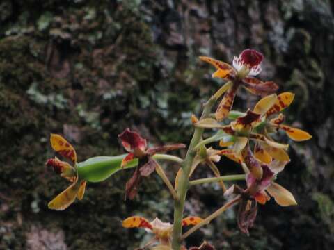 Image of Prosthechea sceptra (Lindl.) W. E. Higgins