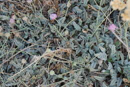 Image de Scabiosa holosericea Bertol.