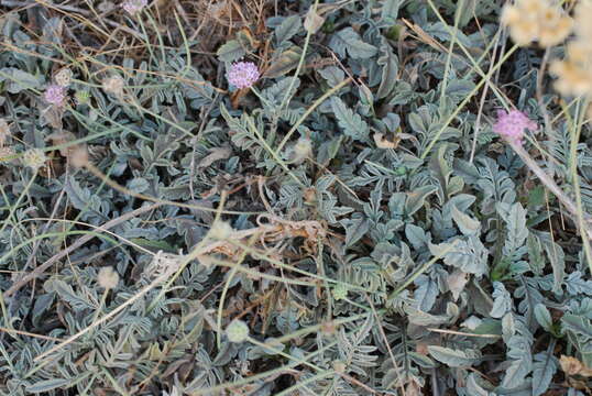 Image of Scabiosa holosericea Bertol.