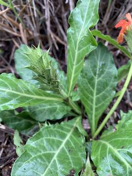 Crossandra fruticulosa Lindau的图像