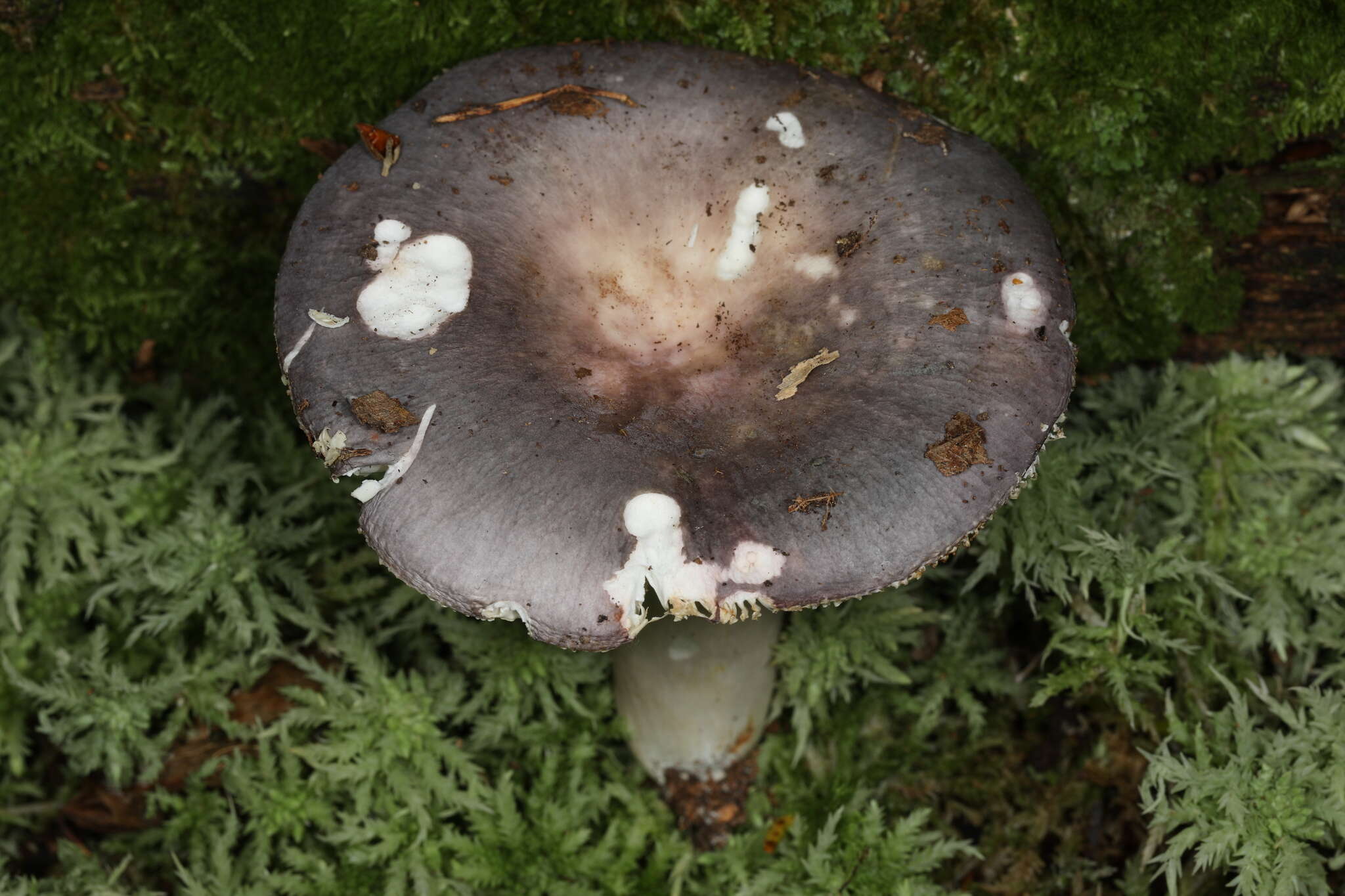 Image of Russula ornaticeps Burl. 1921