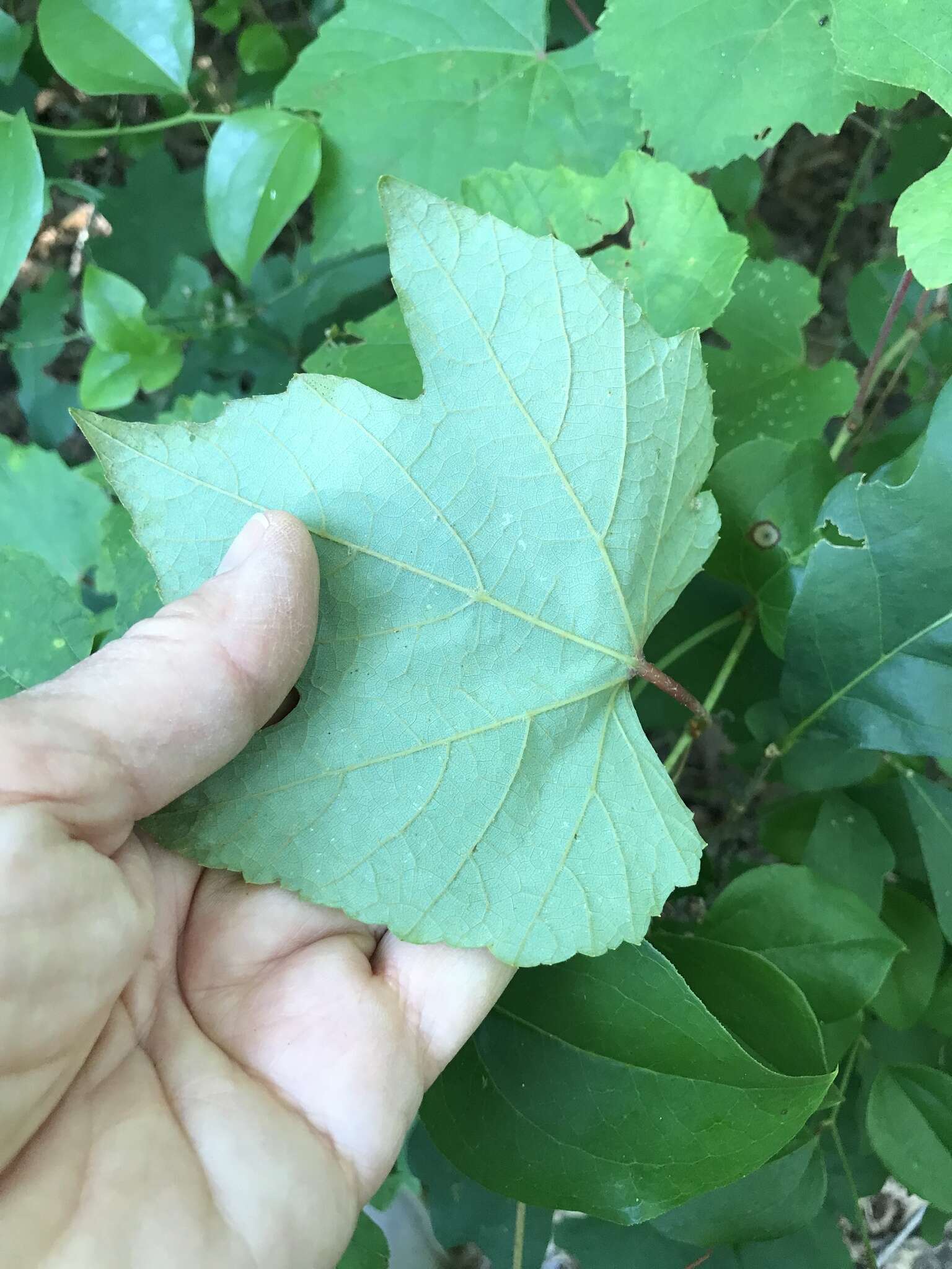 Image de Vitis aestivalis var. bicolor Leconte