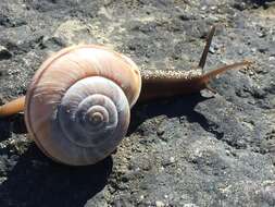 Image de Chilostoma cingulatum (Studer 1820)