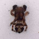 Image of Pellenes bulawayoensis Wesolowska 2000