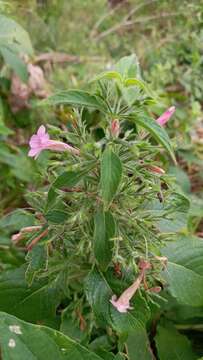 Image of Ruellia inundata Kunth