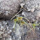 Sivun Cyperus cuspidatus Kunth kuva