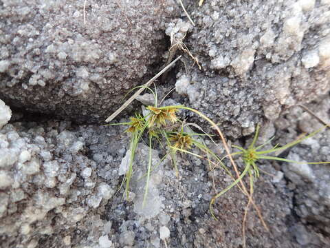 Image de Cyperus cuspidatus Kunth