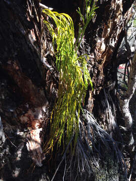 Image of whisk fern