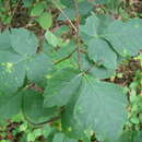 Image of Rhus aromatica Aiton