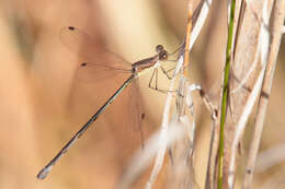 Image of Rainpool Spreadwing