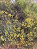 Acacia colletioides Benth. resmi