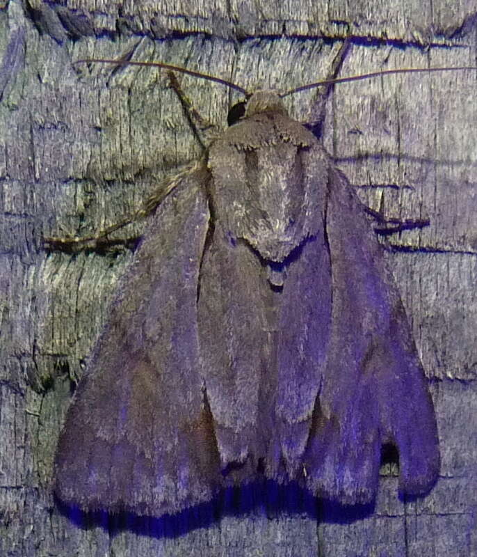 Image of Triton Dagger Moth