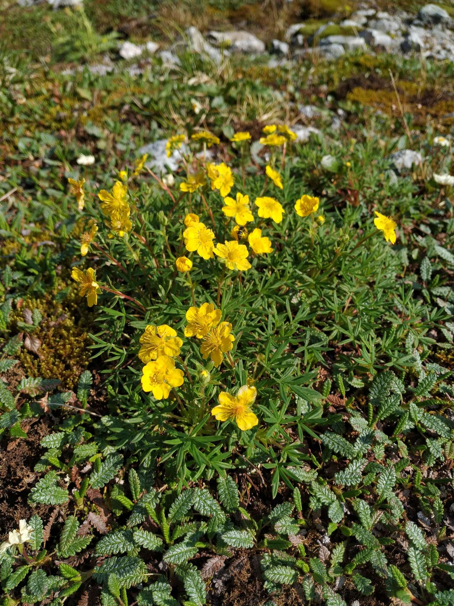 Imagem de Potentilla biflora Willd. ex Schltdl.