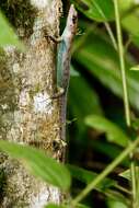 Image of Samoa Skink