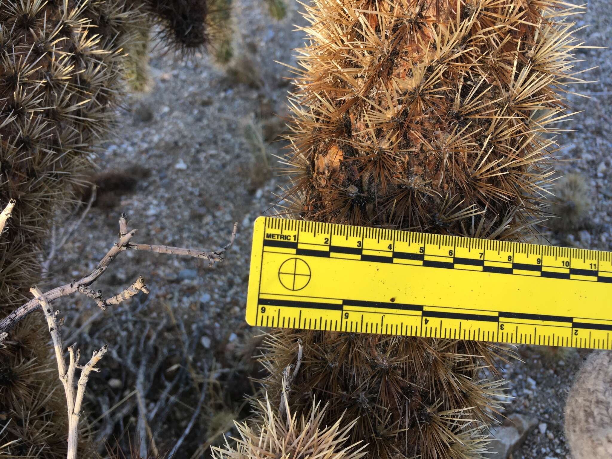 Image of Hoffmann's teddybear cholla