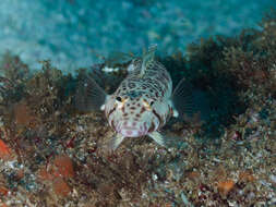 Image of White-streaked sandperch