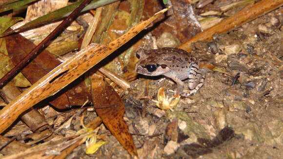 Image of Hasselt's Litter Frog