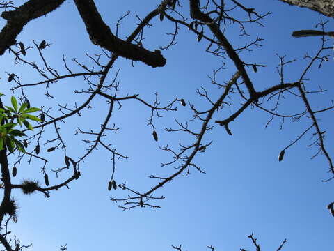 Image of Ceiba erianthos (Cav.) K. Schum.