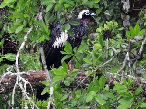 Image of Black Fronted Curassow