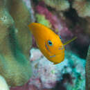Image of Cocos pygmy angelfish