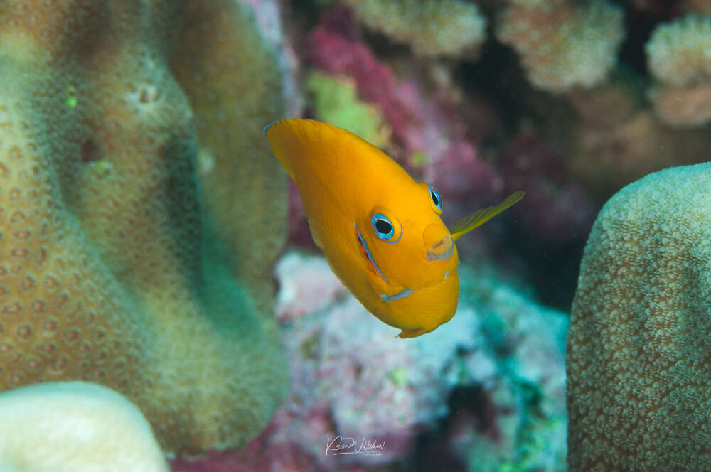 Image of Cocos pygmy angelfish