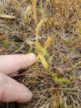 Image of clubmoss