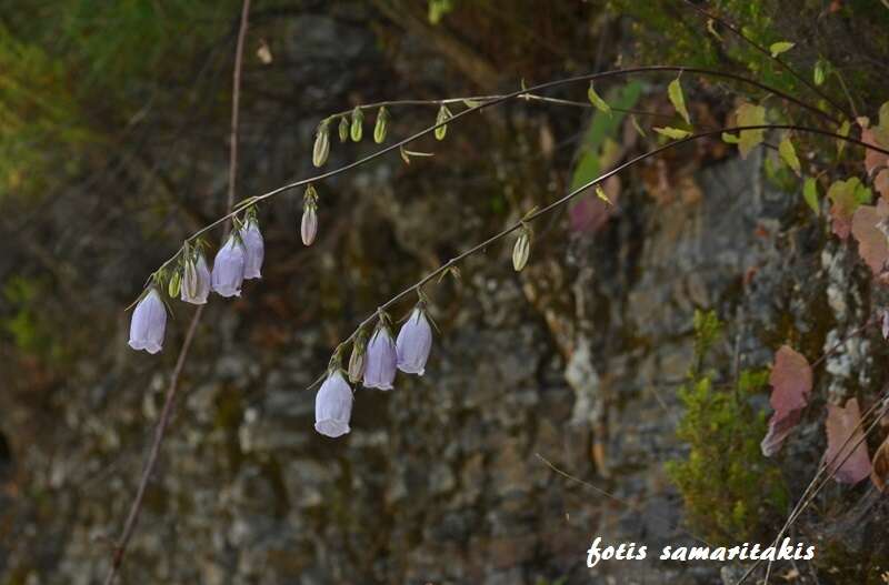 Image of Campanula cretica (A. DC.) D. Dietr.