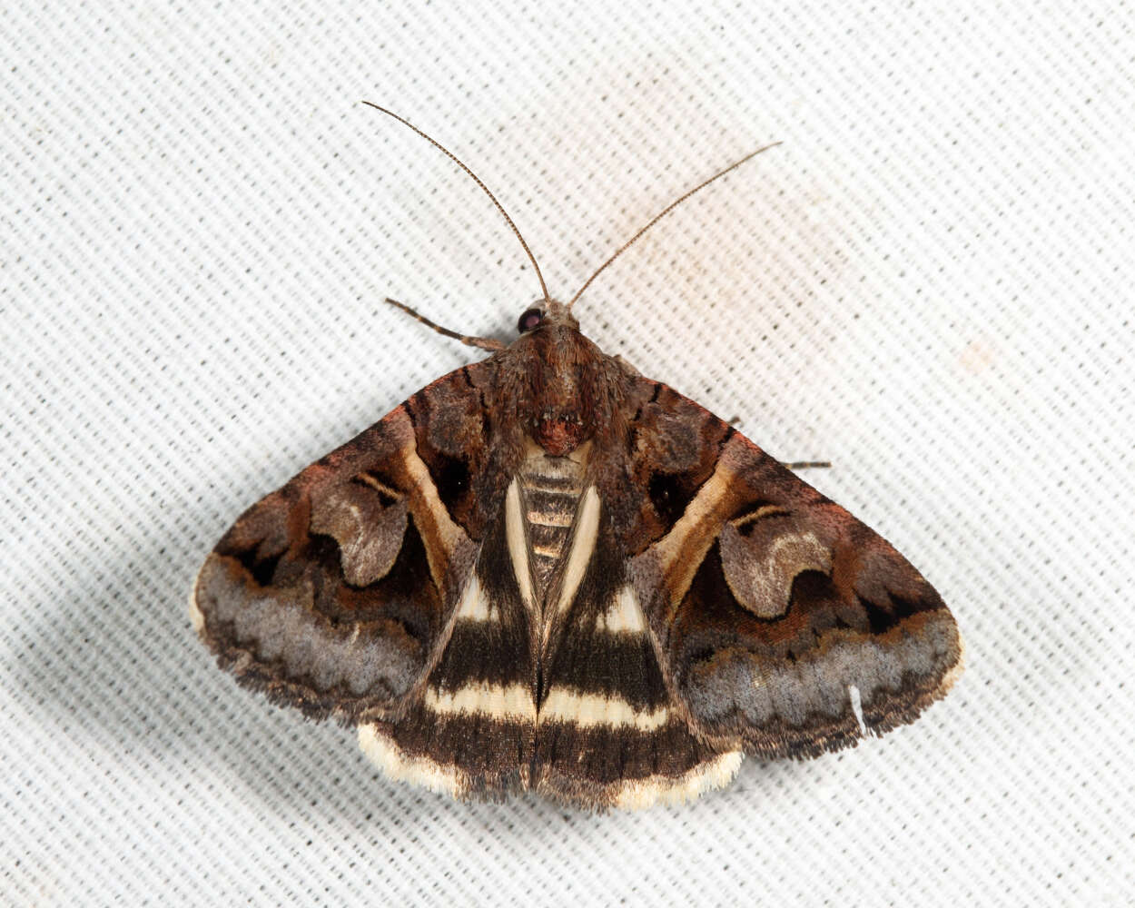 Image of <i>Drasteria grandirena</i>