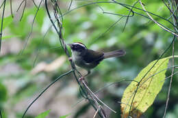 Image of Black-cheeked Warbler