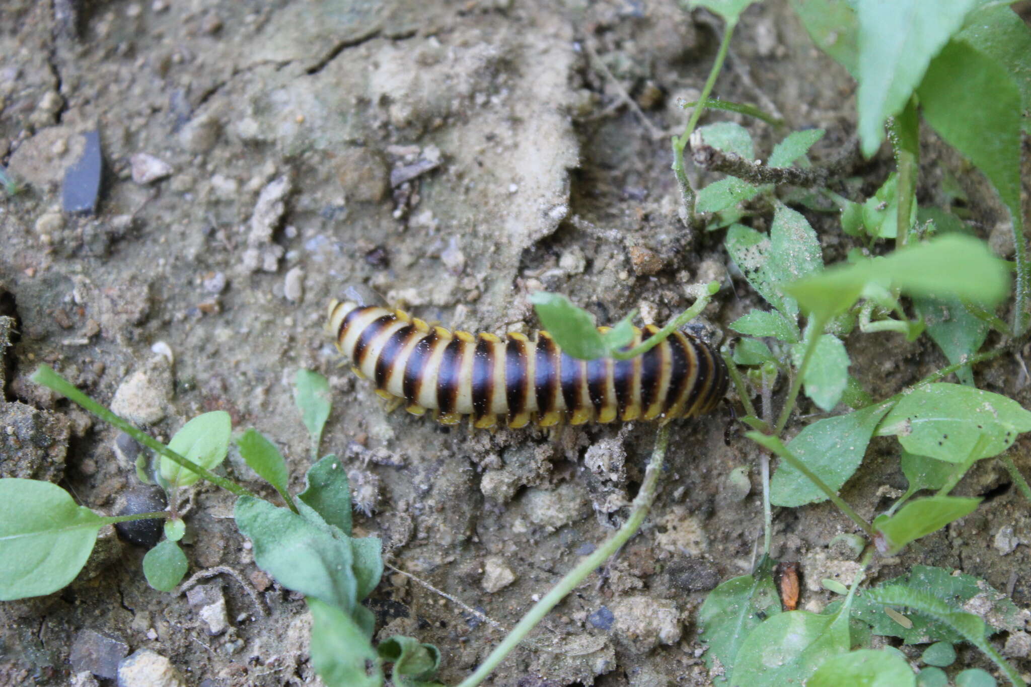 Sivun Rhysodesmus texicolens (Chamberlin 1938) kuva