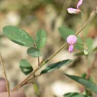 Plancia ëd Desmodium psilocarpum A. Gray