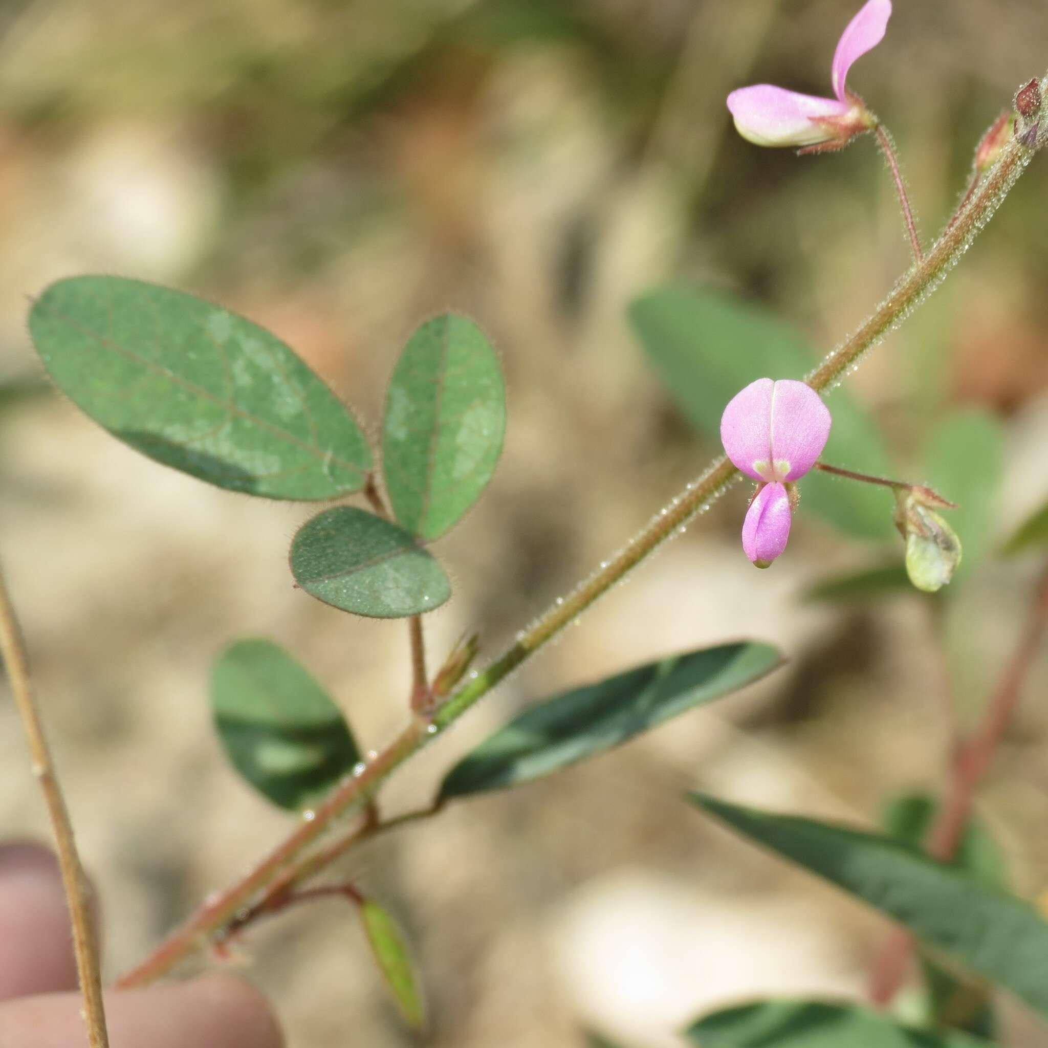 Image of Santa Cruz Island ticktrefoil