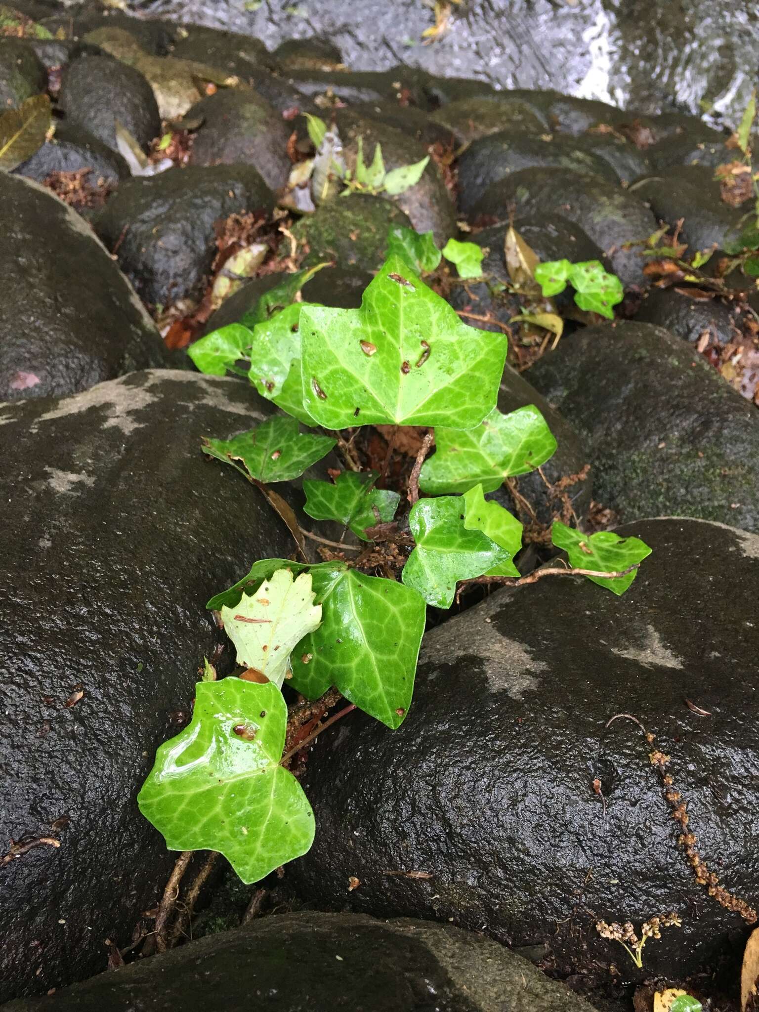 Image of Hedera rhombea (Miq.) Paul